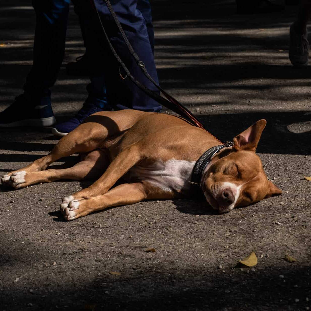 Un cane gode del calore dell'asfalto al GP di Merano